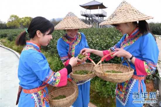 （社會）（3）福鼎茶鄉(xiāng)迎來白茶開茶季