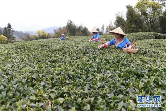 （社會）（1）福鼎茶鄉(xiāng)迎來白茶開茶季