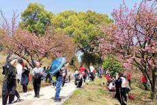 又是賞花季！湖南株洲石峰公園迎來(lái)賞櫻高峰 