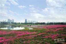 長沙洋湖濕地體育公園：百畝芝櫻花含苞待放