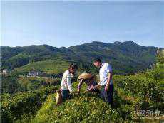 湖南新化：紫金茶葉???????別樣紅