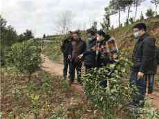 重慶梁平區(qū)司法局：“植樹+脫貧”助力貧困戶增收