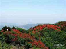 湖南新邵縣迎光：一重花海一重景 ?重重花海醉春風