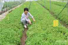 貴州一餐館女老板為解決食材難題 打造野菜產(chǎn)業(yè)鏈