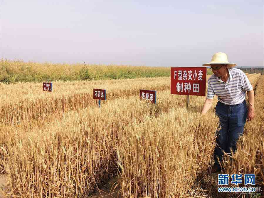 （在習(xí)近平新時代中國特色社會主義思想指引下——新時代新作為新篇章·習(xí)近平總書記關(guān)切事·圖文互動）（3）讓百姓吃得飽還要吃得好——夯實(shí)糧食安全基礎(chǔ)端牢中國飯碗