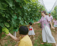 湖南洞口：引進陽光玫瑰葡萄 助貧困群眾脫貧致富