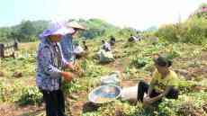 甕安縣天文鎮(zhèn)玉屏村：花生種植“生”出致富路