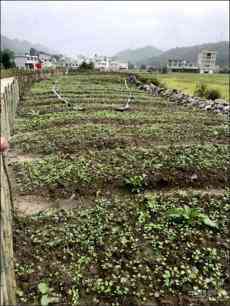 甕安平定營(yíng)鎮(zhèn)：盤活壩區(qū)閑置土地為村民送上“綠色福利”