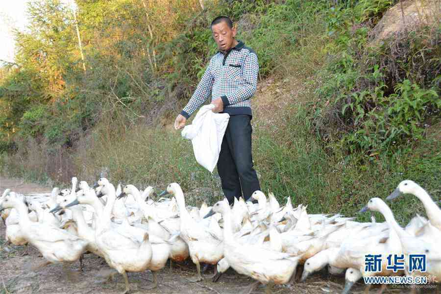 （決戰(zhàn)決勝脫貧攻堅(jiān)·圖文互動(dòng)）（3）閩西“鴨倌”羅水通脫貧記