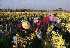 安徽廬江：金絲皇菊?生態(tài)花?扶貧花