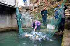 安徽休寧板橋鄉(xiāng)：生態(tài)好　泉水魚俏