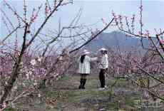 安徽廬江：岱鰲山下桃花艷