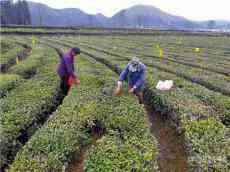 休寧縣月潭湖鎮(zhèn)：新茶上市走俏