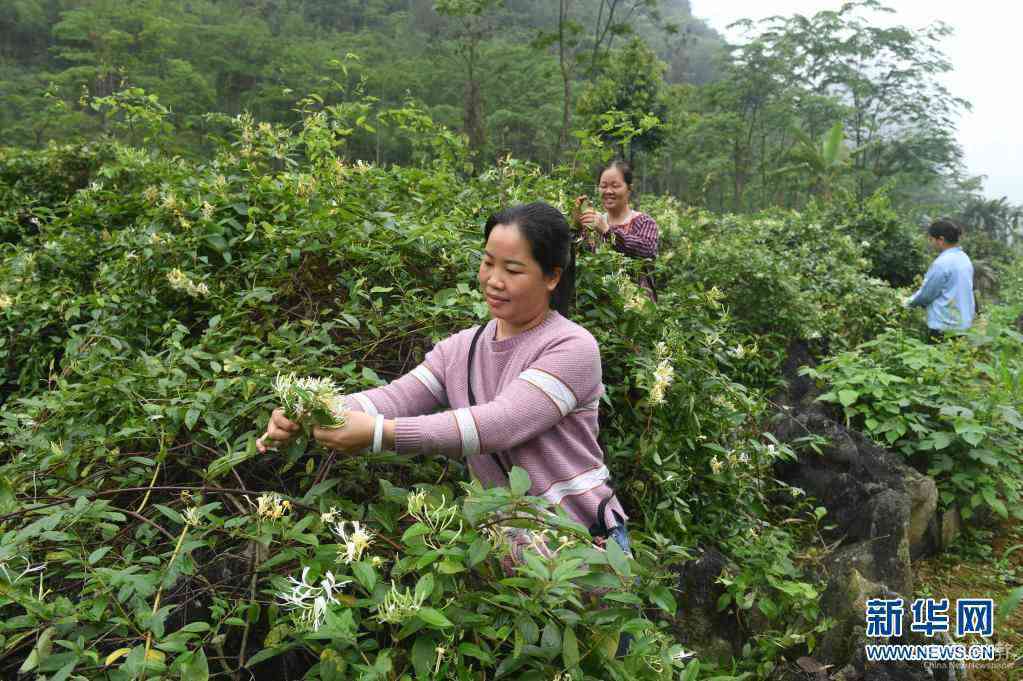 4月13日，在馬山縣加方鄉(xiāng)大陸村，農(nóng)民在采摘金銀花。時下，廣西馬山縣進入金銀花采摘季，當?shù)剞r(nóng)民搶抓農(nóng)時，采摘金銀花供應(yīng)市場。馬山縣金銀花種植面積超過4萬畝，是助力當?shù)剞r(nóng)民增收的重要產(chǎn)業(yè)。