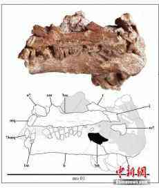 云南出土未知恐龍化石[圖]