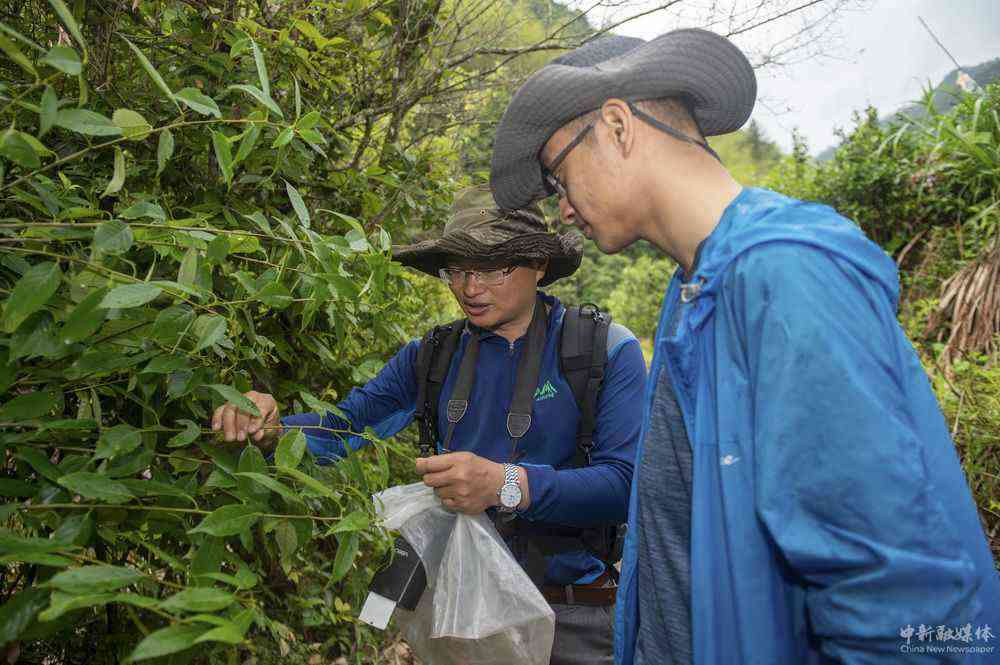 5月11日，中國計(jì)量大學(xué)植物生態(tài)學(xué)教授孫俊威（左）與參與此次調(diào)查的助理劉煜坤一起采集植物標(biāo)本。