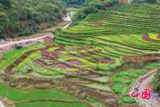 昆明西山區(qū)：“彩色水稻”繪就鄉(xiāng)村振興新圖景