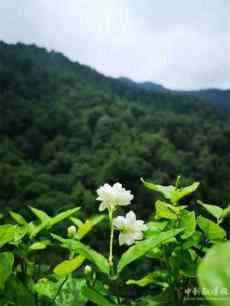 陽(yáng)臺(tái)上那些花兒