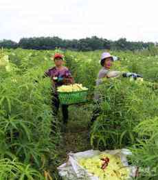 安徽廬江：黃蜀葵?致富花