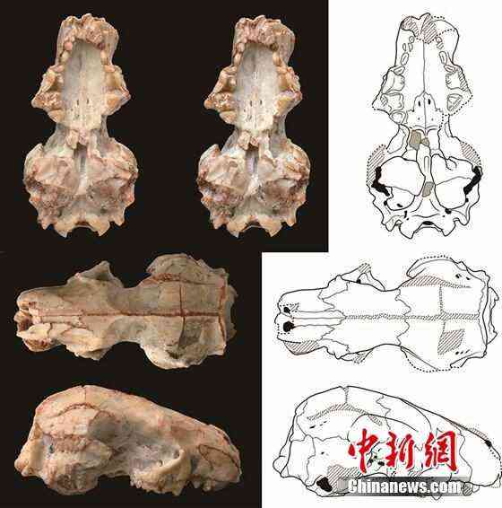 中國新發(fā)現(xiàn)2000萬年前短面猬化石