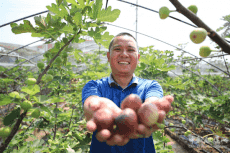 衡陽市珠暉區(qū)無花果種植基地迎來采摘游