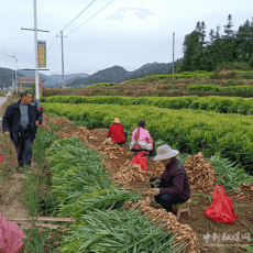 湖南汝城縣盧陽鎮(zhèn)：金秋姜農(nóng)收獲忙