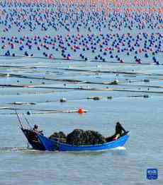 福建連江：冬季“海上牧場”漁耕圖