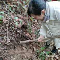 挖冬筍、吃殺豬飯，黟縣東邊河體驗(yàn)民俗之行