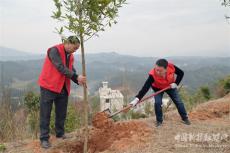 湖南隆回金石橋鎮(zhèn)：共植“巾幗林”?營造“生態(tài)美”