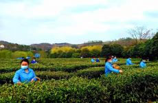 陜西春茶上市 茶產(chǎn)業(yè)成助力鄉(xiāng)村振興綠色富民產(chǎn)業(yè)