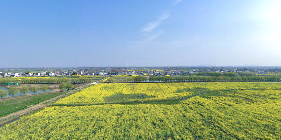 藍(lán)天白云下，油菜花田與附近的村落民居構(gòu)成一幅美麗的生態(tài)畫卷。陳振攝