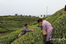 供電護航促增產  低碳環(huán)保茶飄香