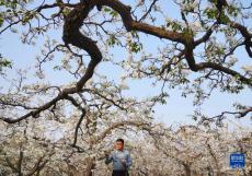 河北趙縣：梨花盛開 果農(nóng)疏花授粉忙