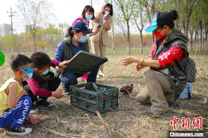 集中放歸河北任丘讓一批救助野生鳥類回“家”