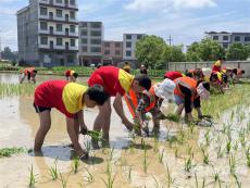 洞口縣巖山鎮(zhèn)中心小學(xué)把勞動(dòng)課搬到田間地頭