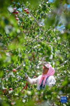 寧夏彭陽：紅梅杏豐收上市