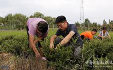 安徽廬江：奇花異草創(chuàng)出新天地