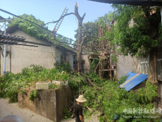 衡陽(yáng)市珠暉區(qū)苗圃街道：摘掉“揪心樹(shù)” 解除居民憂