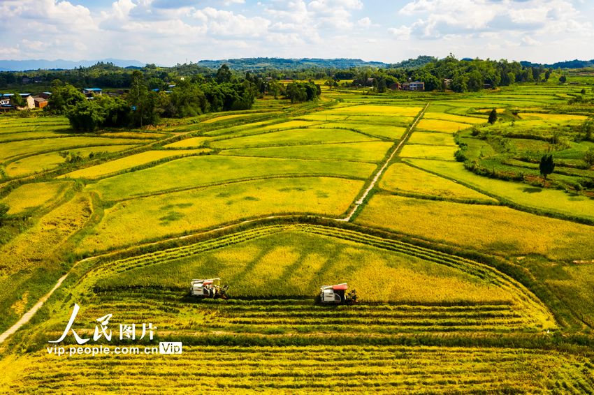 2022年8月7日，收割機(jī)在四川省廣安市廣安區(qū)恒升鎮(zhèn)龍橋村優(yōu)質(zhì)糧油產(chǎn)業(yè)園收割成熟的水稻。