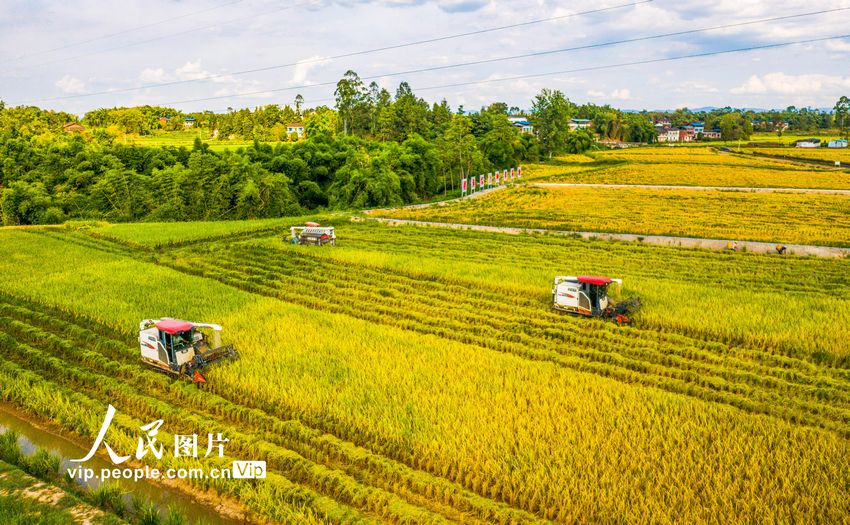 2022年8月7日，收割機(jī)在四川省廣安市廣安區(qū)恒升鎮(zhèn)龍橋村優(yōu)質(zhì)糧油產(chǎn)業(yè)園收割成熟的水稻。