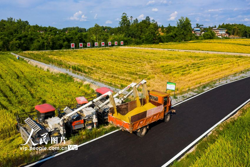 2022年8月7日，收割機(jī)在四川省廣安市廣安區(qū)恒升鎮(zhèn)龍橋村優(yōu)質(zhì)糧油產(chǎn)業(yè)園收割成熟的水稻。