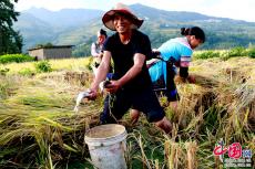 云南元陽(yáng)：集體“紅”了 梯田“活”了 農(nóng)民笑了