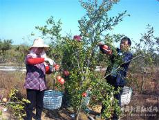 安徽廬江：石榴熟?果農(nóng)樂(lè)