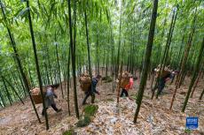 貴州赤水5萬畝大竹筍豐收上市