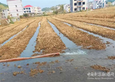 湖南武岡灣頭橋鎮(zhèn)：旱田披新綠 秋冬種正當(dāng)時