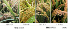 我國科學(xué)家找到調(diào)控水稻小麥穗發(fā)芽的“開關(guān)”