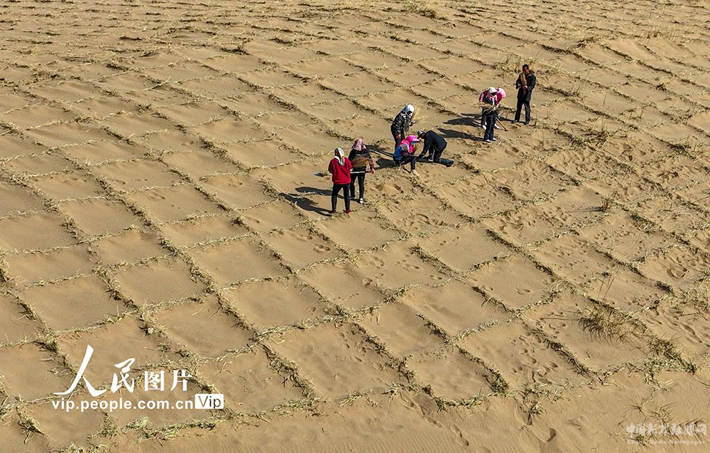 甘肅臨澤：栽種梭梭戰(zhàn)風沙