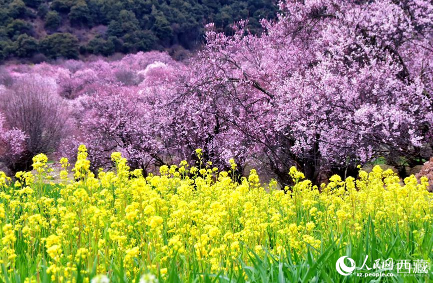 桃花與油菜花勾勒出別樣風(fēng)景。 人民網(wǎng) 李海霞攝