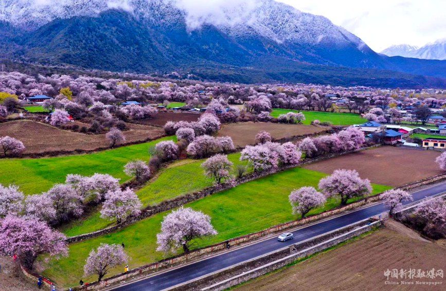 波密縣傾多鎮(zhèn)如納村盛開的桃花。徐馭堯攝