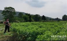 湖南宜章縣黃沙鎮(zhèn)：小艾草助農(nóng)增收促振興